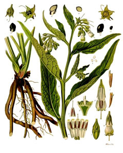 هماور طبی / سنفیتون - معرفی و خواص گیاهان دارویی